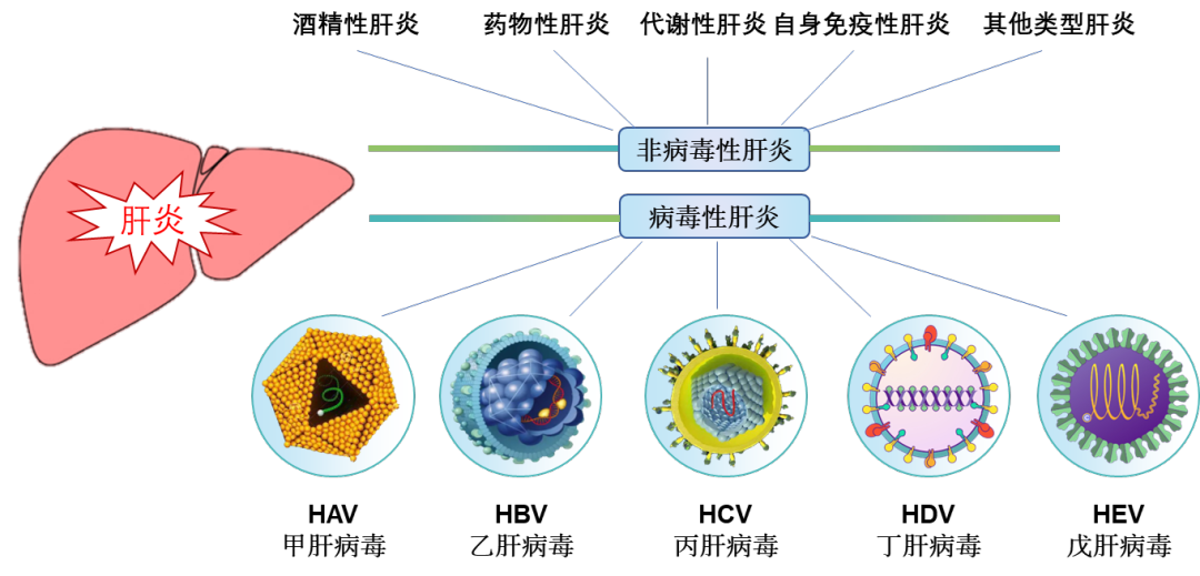 肝炎的种类.png